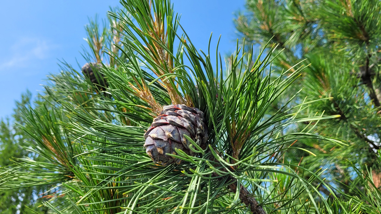 В Челябинской области высадят кедры в память о погибших бойцах СВО