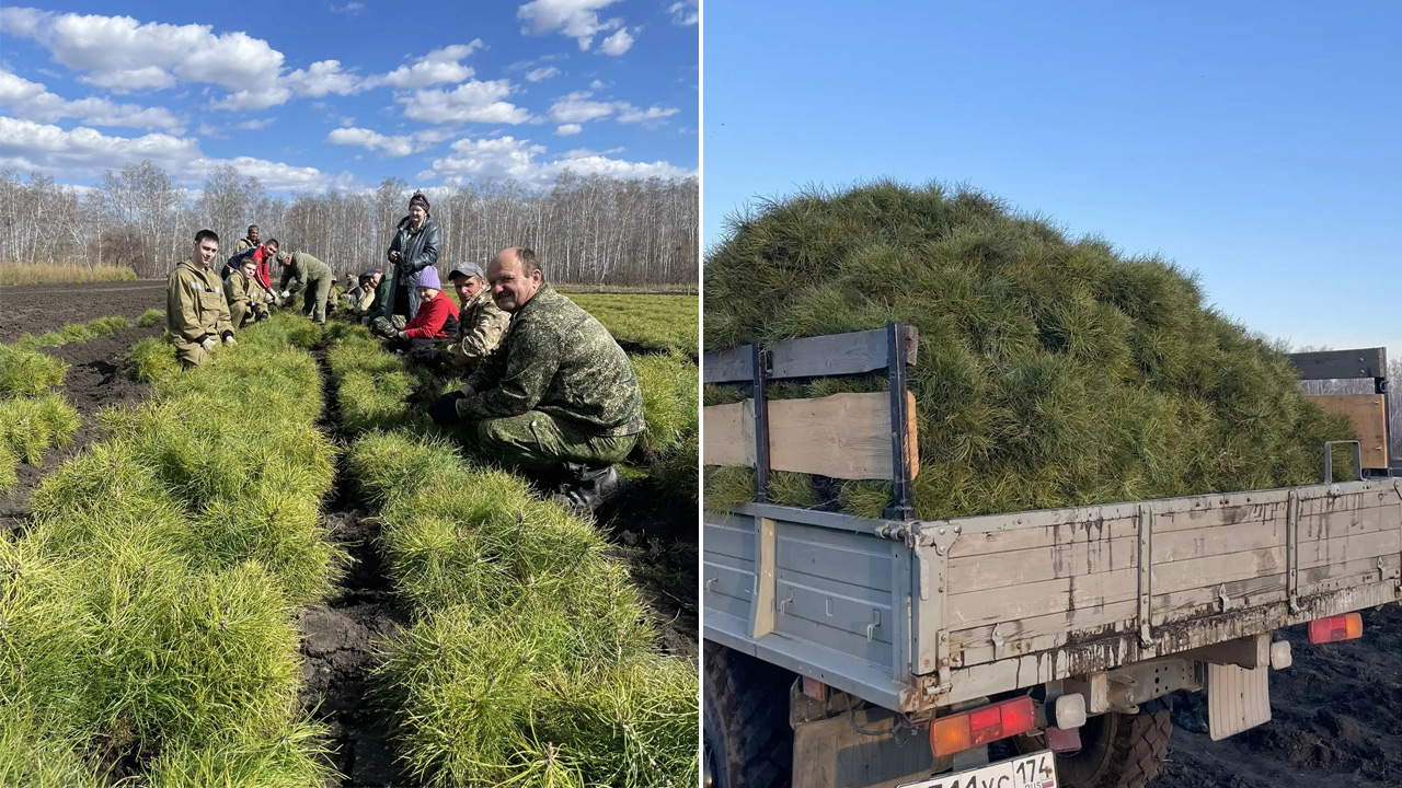 Саженцы для восстановления лесов готовят в Челябинской области Саженцы для восстановления лесов готовят в Челябинской области