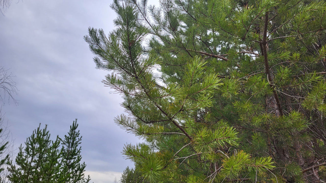 В Челябинской области из-за риска пожаров усиливают патрулирование лесов В Челябинской области из-за риска пожаров усиливают патрулирование лесов