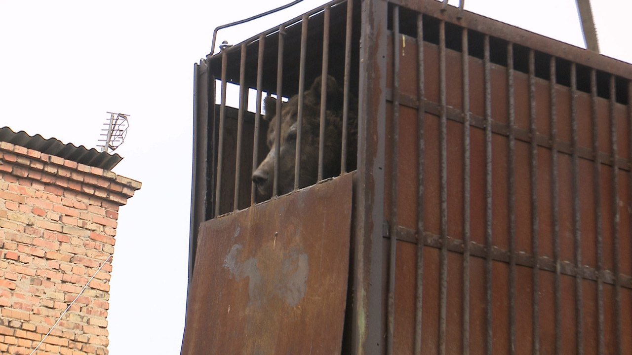 Спасти Степана: жившего в клетке медведя из Троицка перевезли в нацпарк