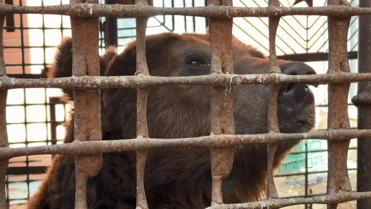 Спасти Степана: жившего в клетке медведя из Троицка перевезли в нацпарк