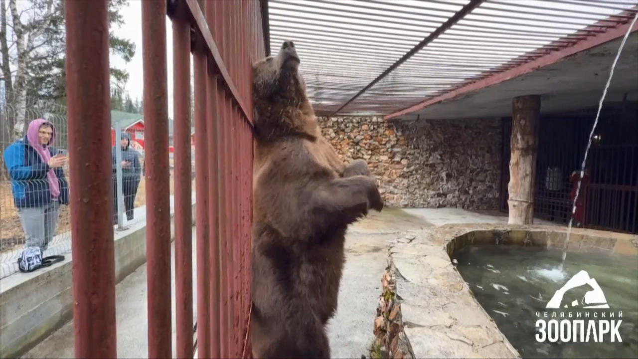 Спасти Степана: жившего в клетке медведя из Троицка перевезли в нацпарк