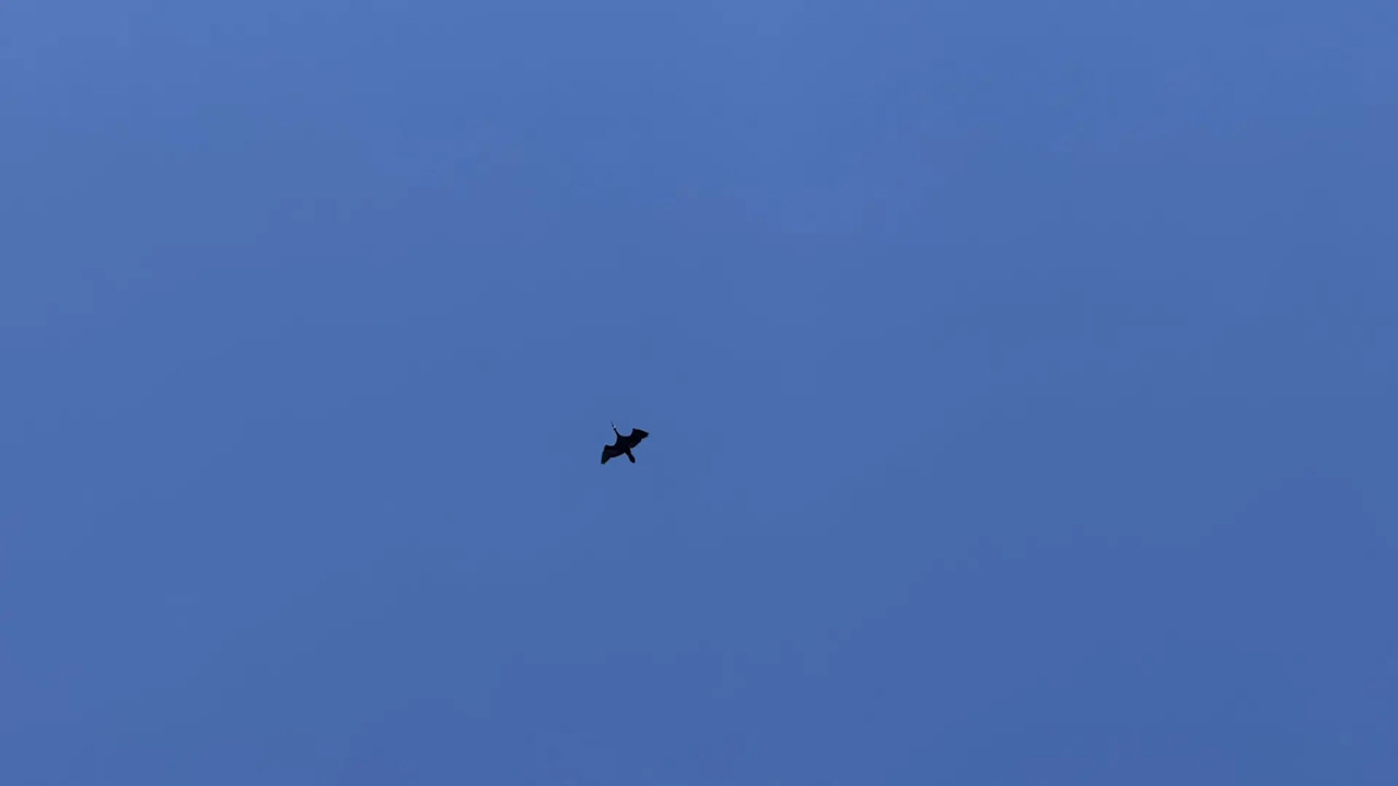 Парящие в небесах: кто и как наблюдает за птицами в Челябинской области