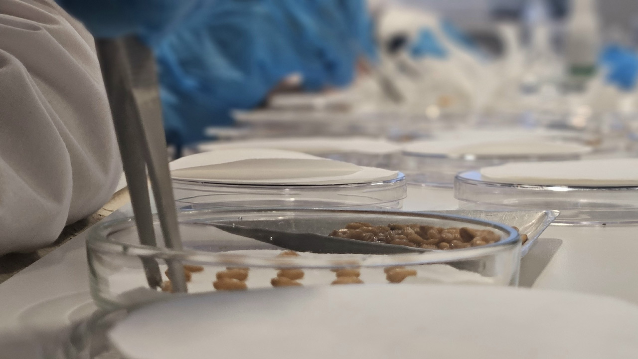 Живые удобрения: в Челябинской области проводят опыты с бактериями и семенами Живые удобрения: в Челябинской области проводят опыты с бактериями и семенами