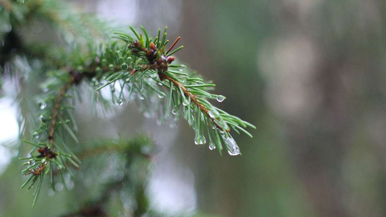 Похолодание и осадки: какой будет погода на неделе в Челябинской области Похолодание и осадки: какой будет погода на неделе в Челябинской области