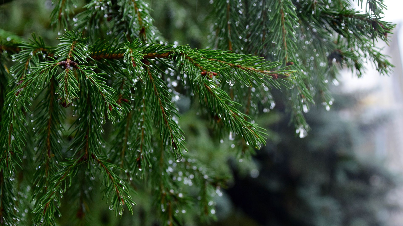 Дожди с мокрым снегом прогнозируют в Челябинской области