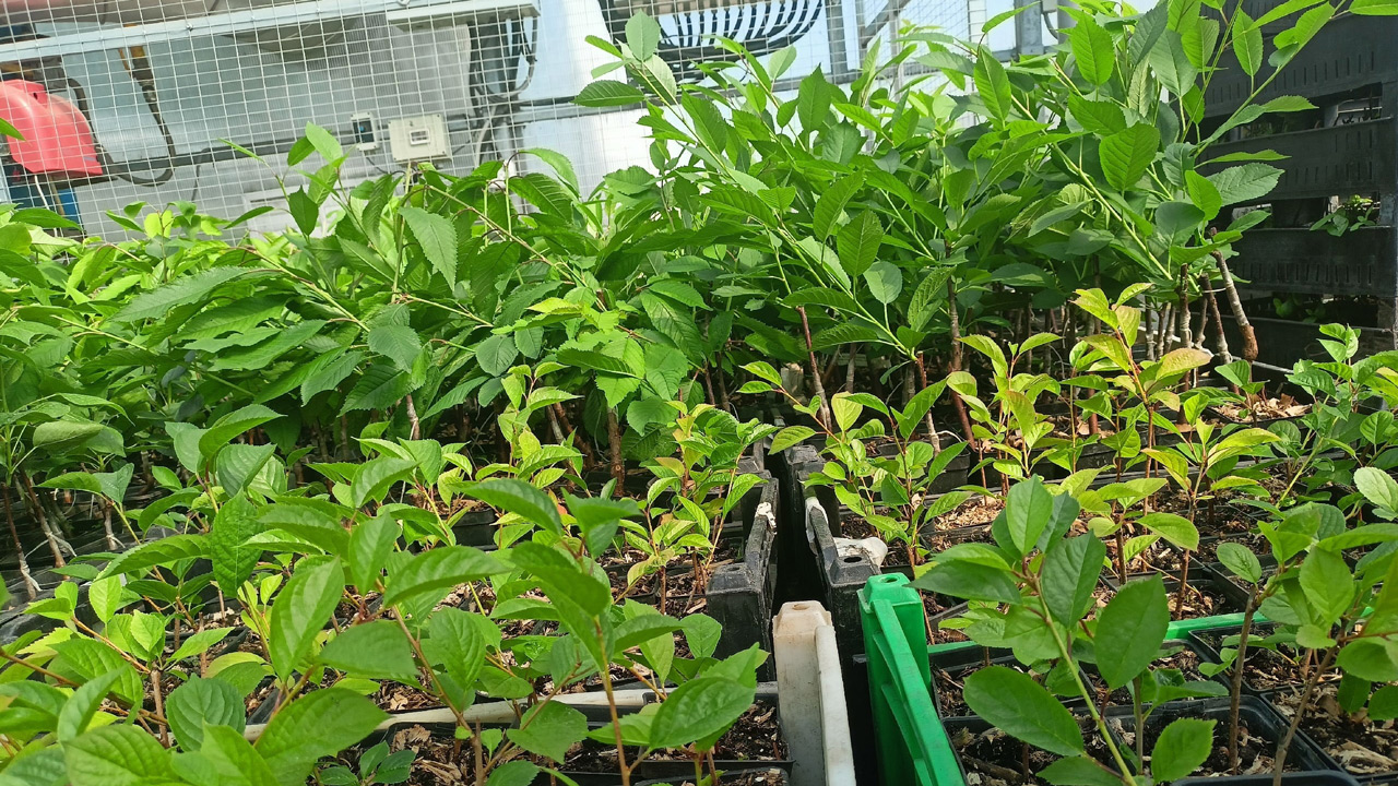 В Челябинске готовят новое место для садовой ярмарки у Шершней