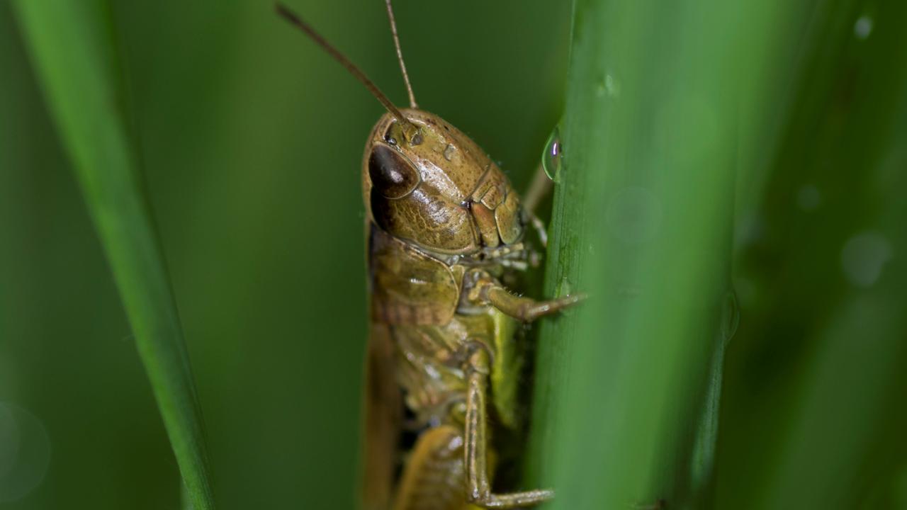 Школьники из Челябинска помогают фермерам в борьбе с саранчой