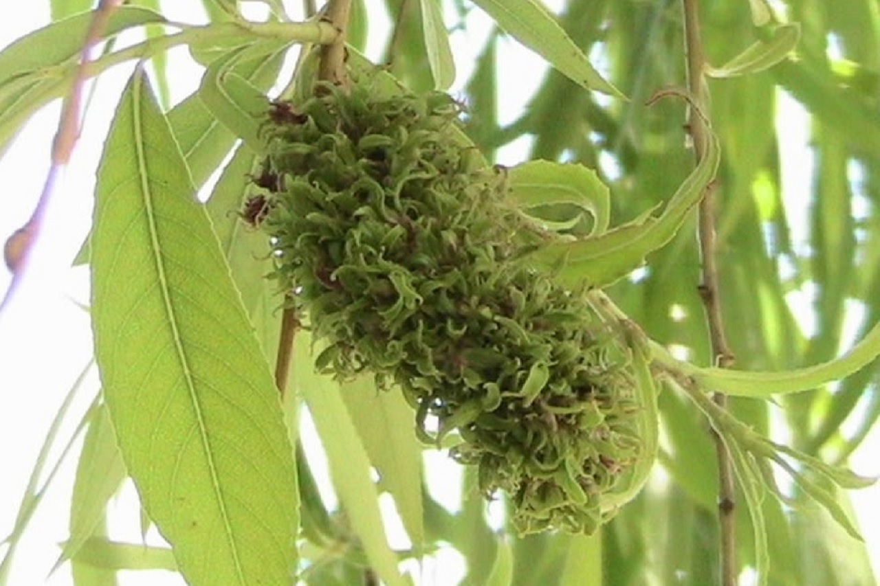 Ведьмина метла: в Челябинской области ищут причину новой болезни растений Ведьмина метла: в Челябинской области ищут причину новой болезни растений