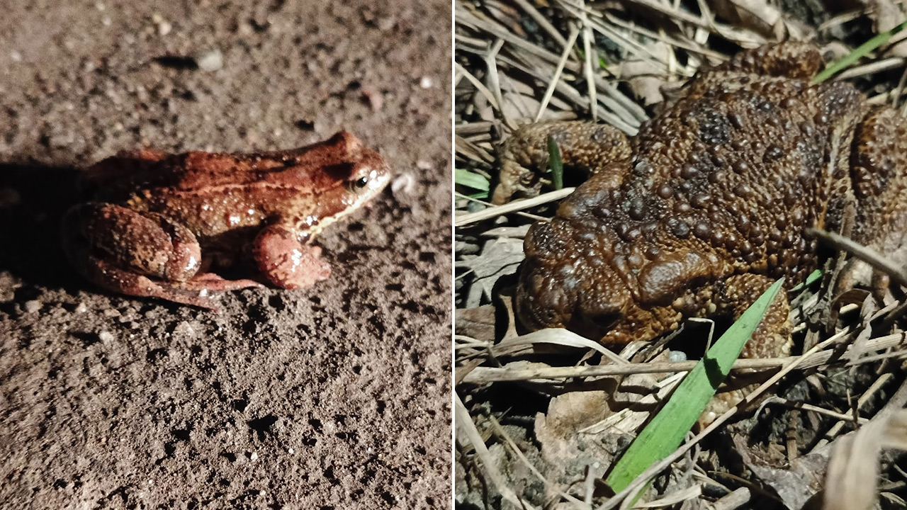 Жабы на дорогах: в Челябинской области началась миграция земноводных
