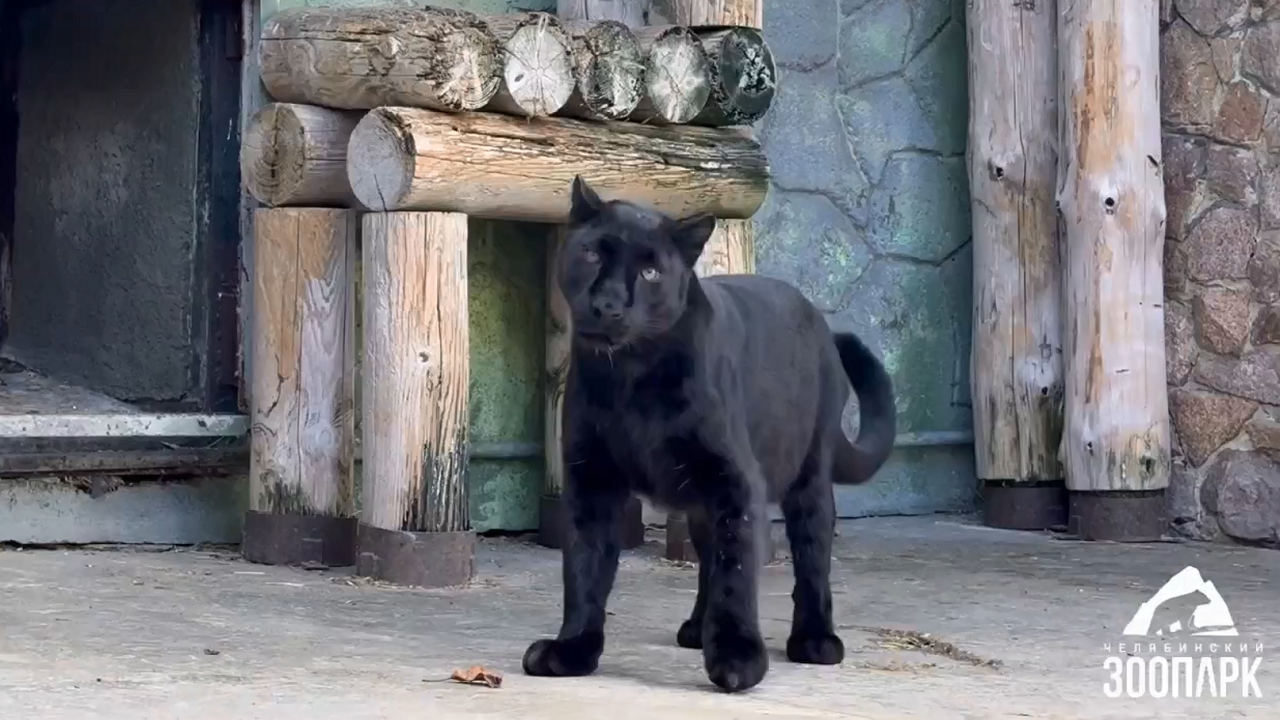 Весне – дорогу: животные в зоопарке Челябинска встречают теплый сезон Весне – дорогу: животные в зоопарке Челябинска встречают теплый сезон