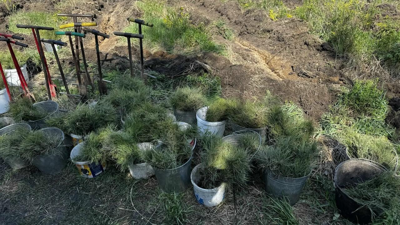 Южноуральцы высаживают деревья в честь героев Великой Отечественной войны Южноуральцы высаживают деревья в честь героев Великой Отечественной войны