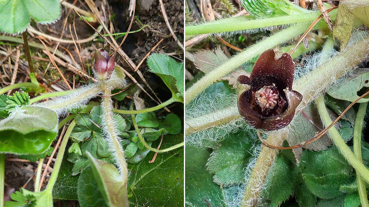 В горах Челябинской области зацвел ядовитый "дикий перец"