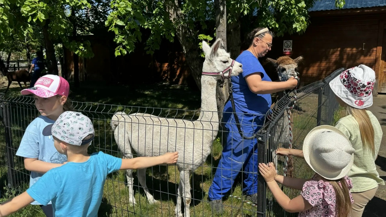 Прогулки с альпака: в Челябинском зоопарке возобновили милую традицию
