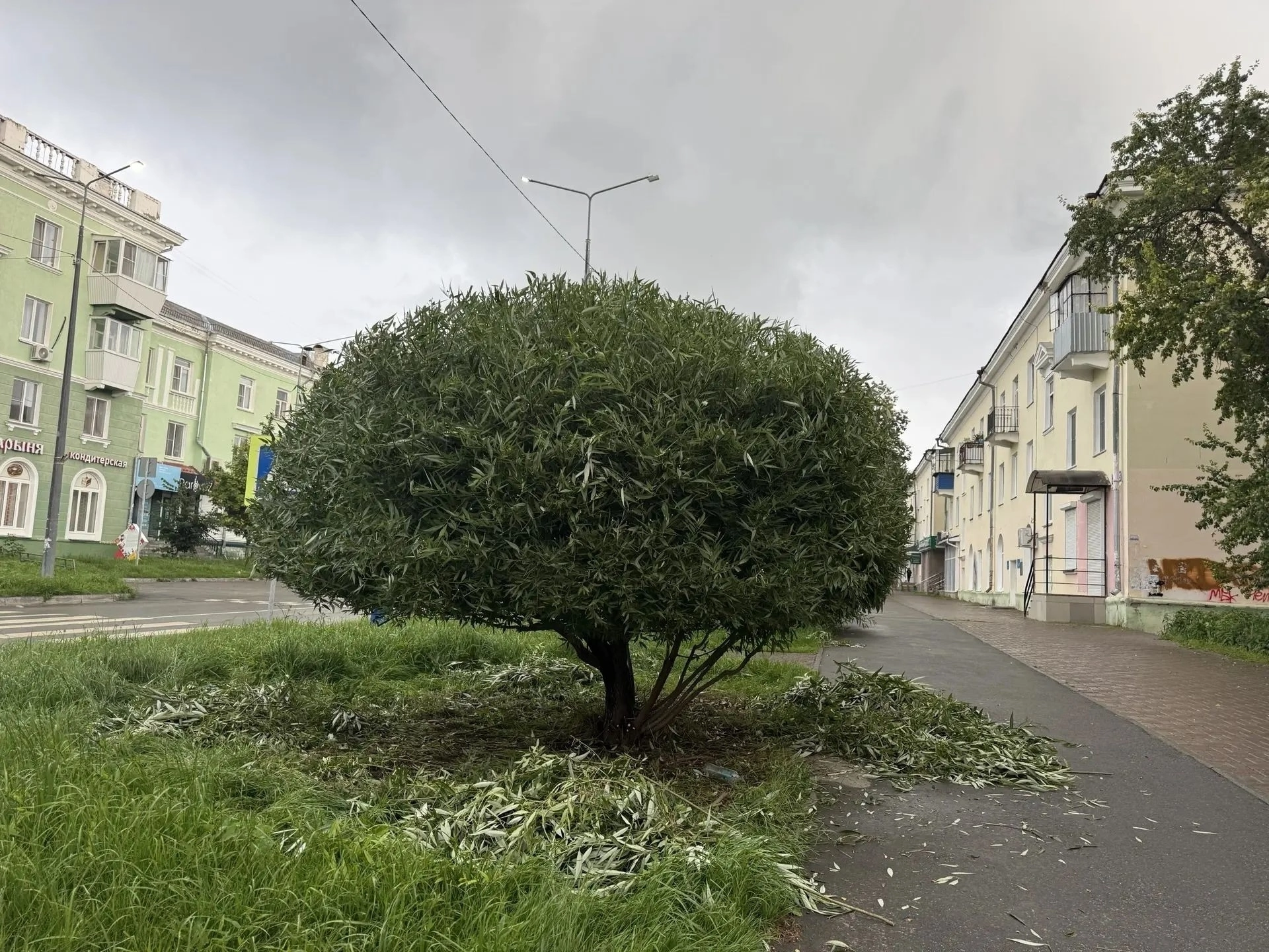 Крона, как корона: в Чебаркуле прошла благотворительная обрезка деревьев