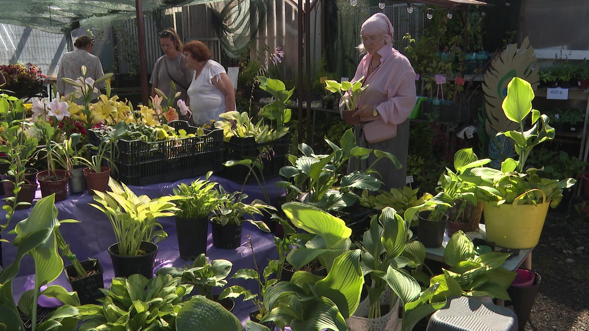 От миниатюрных до гигантских: садоводы Челябинска поделились секретами выращивания хост От миниатюрных до гигантских: садоводы Челябинска поделились секретами выращивания хост
