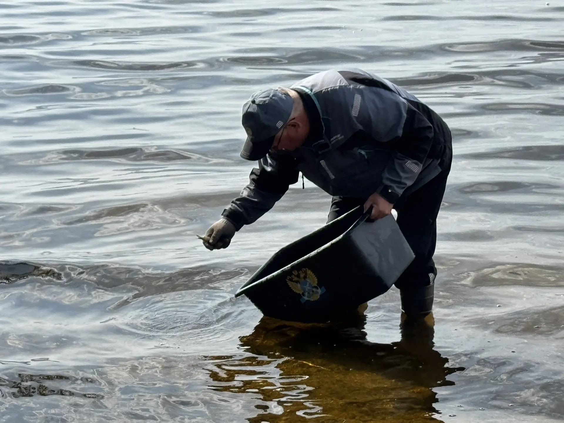 В Шершневское водохранилище выпустили 215 тысяч молодняка сазана В Шершневское водохранилище выпустили 215 тысяч молодняка сазана