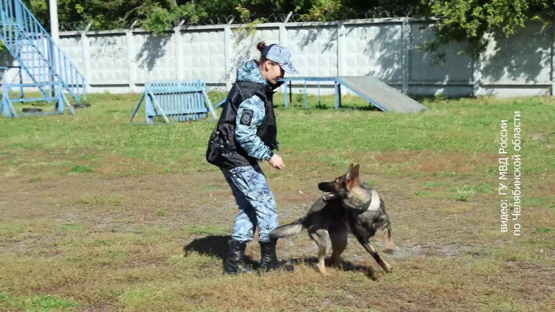 Школьники из Челябинска узнали тонкости воспитания собак-полицейских Школьники из Челябинска узнали тонкости воспитания собак-полицейских