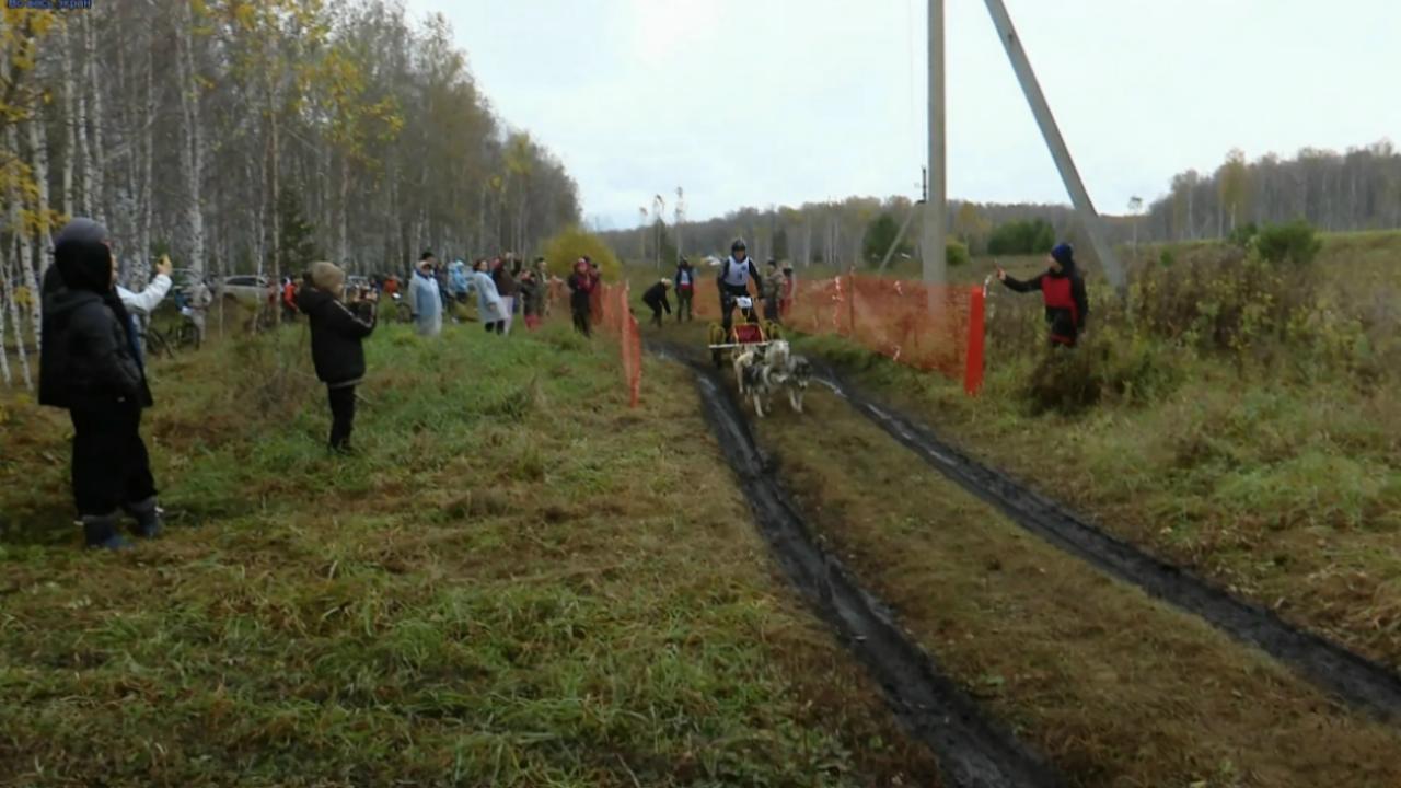 Резвые хаски, лайки и терьер: в Челябинской области прошли гонки на собачьих упряжках Резвые хаски, лайки и терьер: в Челябинской области прошли гонки на собачьих упряжках